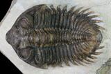 Coltraneia Trilobite Fossil - Huge Faceted Eyes #165860-2